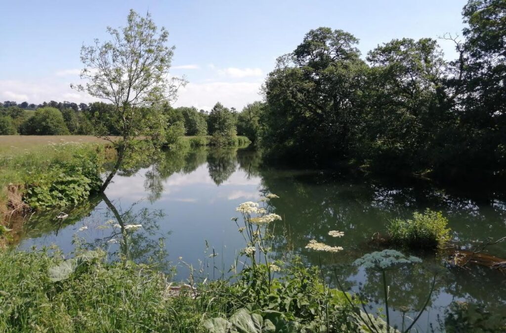 River Dove in Mayfield