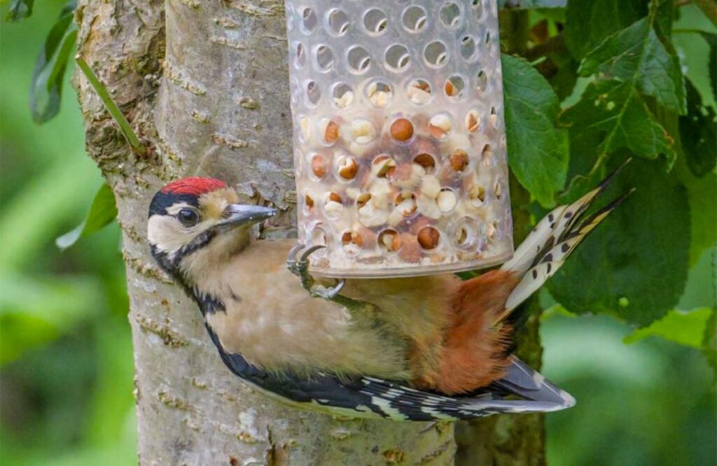 Juveline great spotted woodpecker on bird feeder