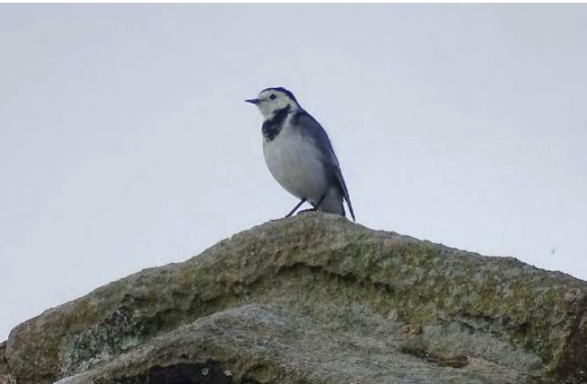 pied wagtail