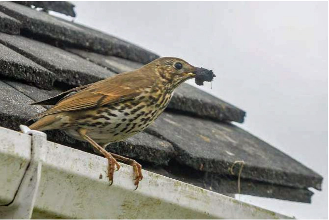 song thrush