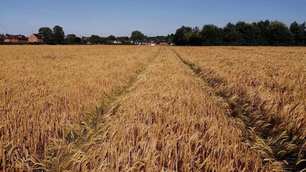 barley harvest