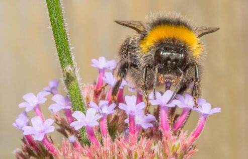 Bee on verbena