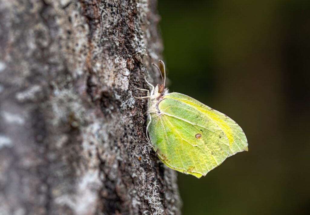 brimstone butterfly