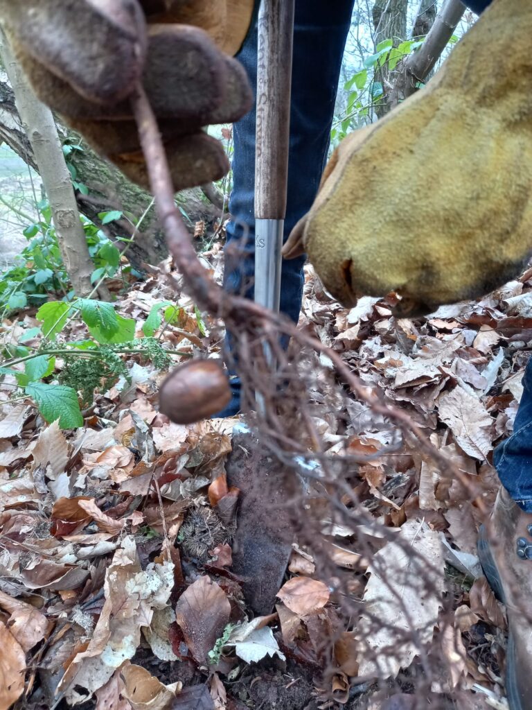 planting oak trees