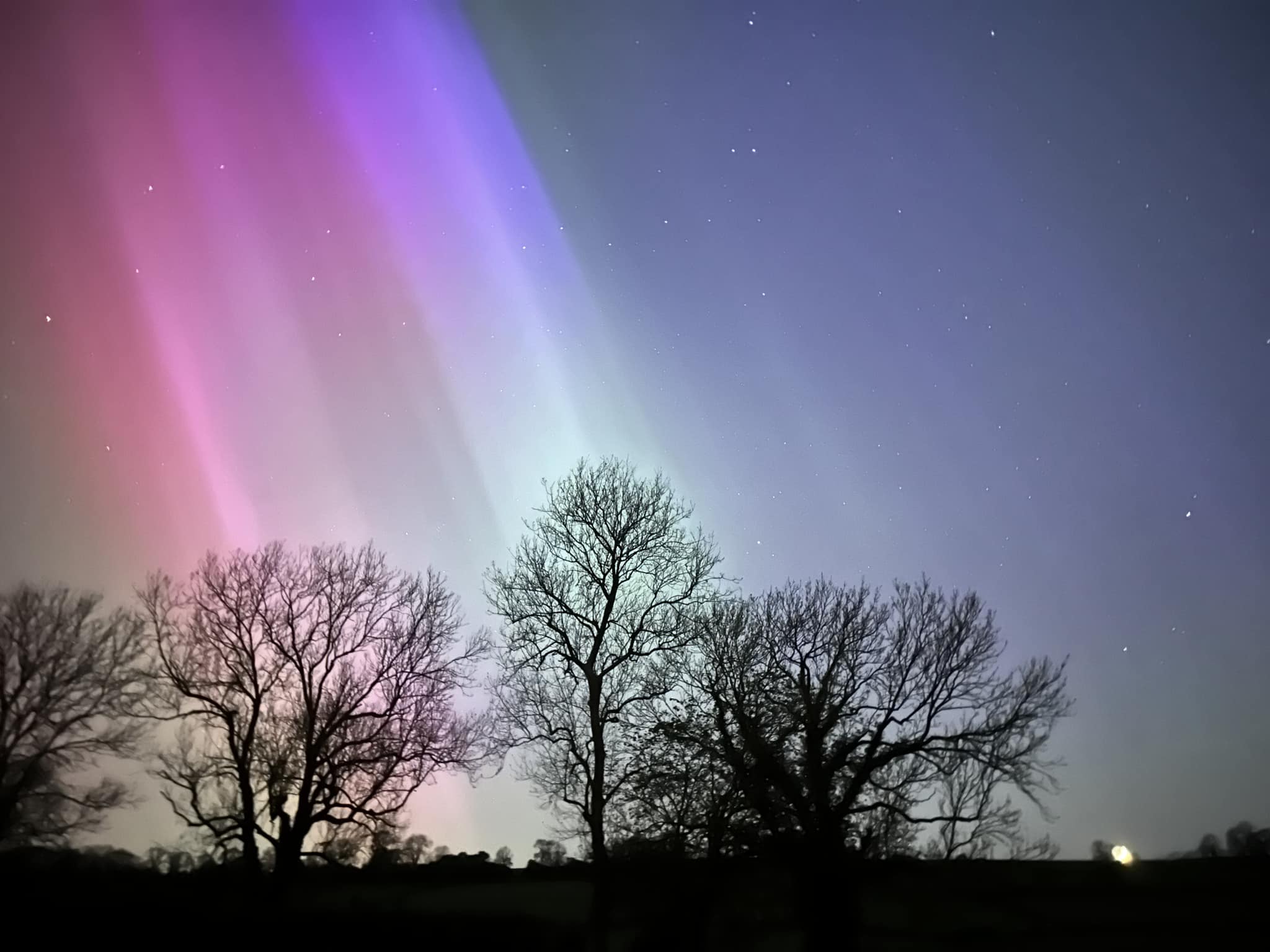 Northern lights over the trees