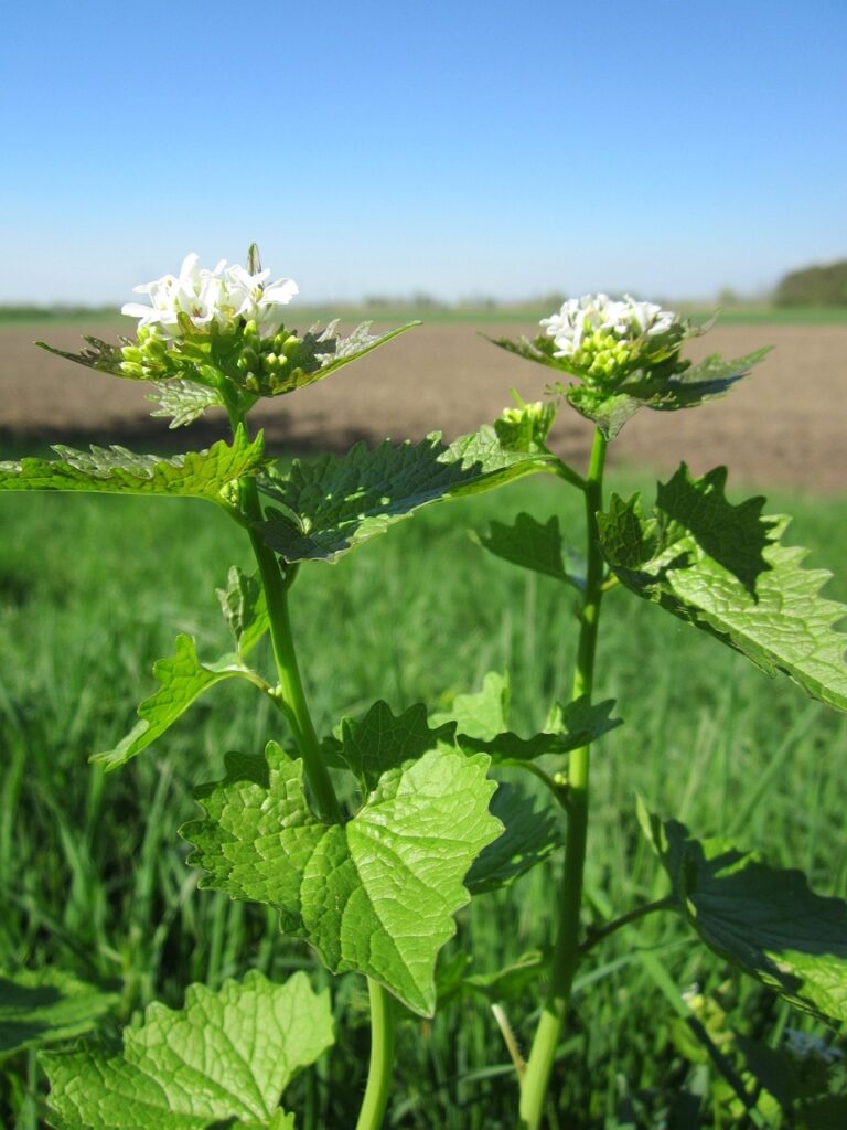 hedge garlic flower