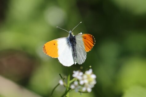 Orange tip butterfly on hedge garlic